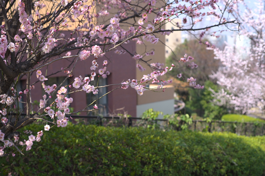 ピンクの梅の花 2 - 南大沢中郷公園