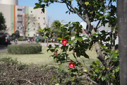 芝生広場のヤブツバキ - 南大沢中郷公園