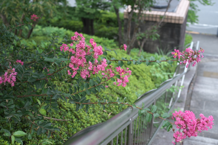 階段のサルスベリ - 南大沢中郷公園