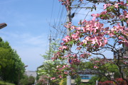 歩道のハナミズキ(花水木) - 南大沢中郷公園