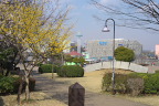 サンシュユとウメが咲く早春 - 南大沢中郷公園