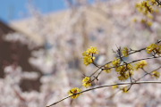 遅咲きのサンシュユとウメ - 南大沢中郷公園
