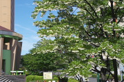 エゴノキが咲く公園入口 - 南大沢中郷公園