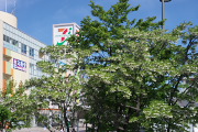 エゴノキを駅方向に - 南大沢中郷公園