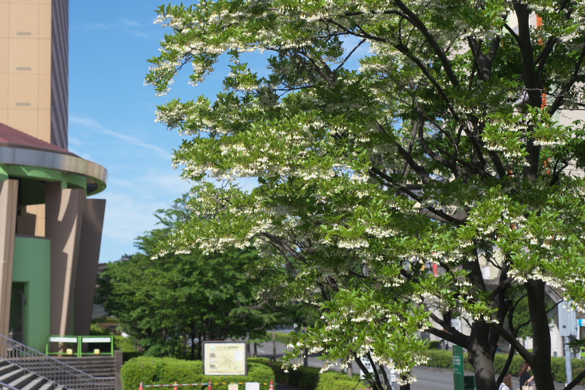 エゴノキが咲く公園入口 - 南大沢中郷公園