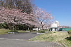 開花した園路の桜並木 - 内裏谷戸公園
