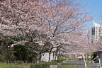 桜並木の園路 - 内裏谷戸公園