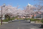 桜が咲くテニスコートの横 - 内裏谷戸公園
