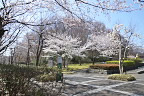 サクラが咲く学校側の入口 - 内裏谷戸公園