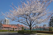 サクラ(桜) - 内裏谷戸公園