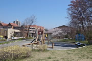 桜と日向水木が咲く遊具の広場 - 内裏谷戸公園