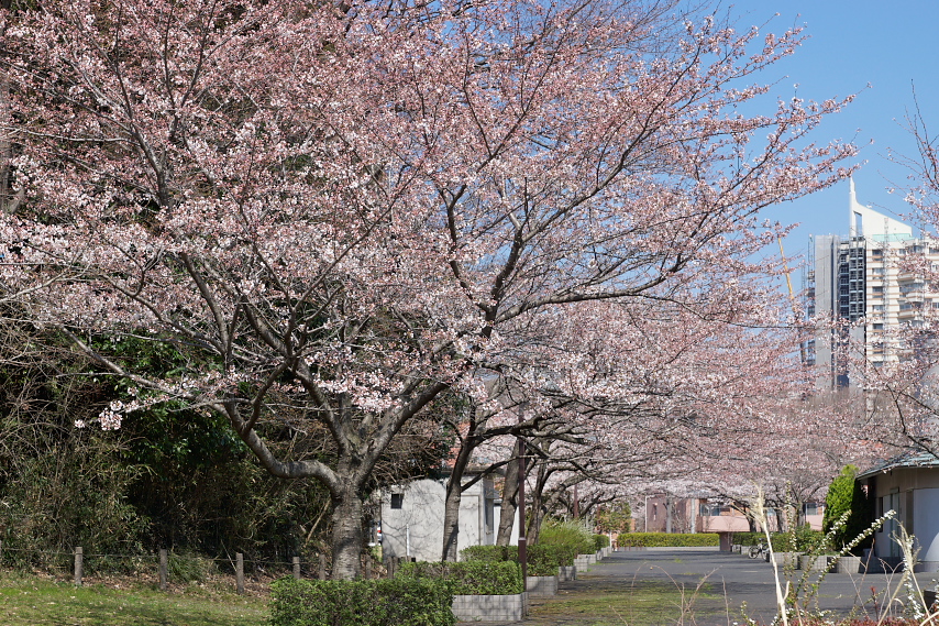 桜並木の園路 - 内裏谷戸公園