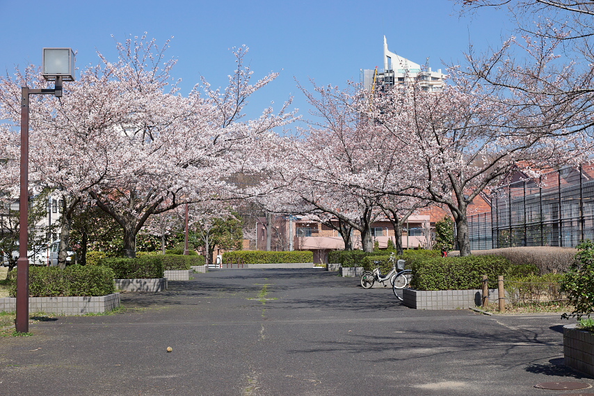 桜が咲くテニスコートの横 - 内裏谷戸公園