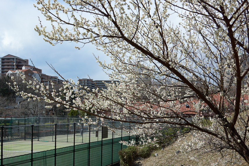 梅が咲いた斜面 - 内裏谷戸公園