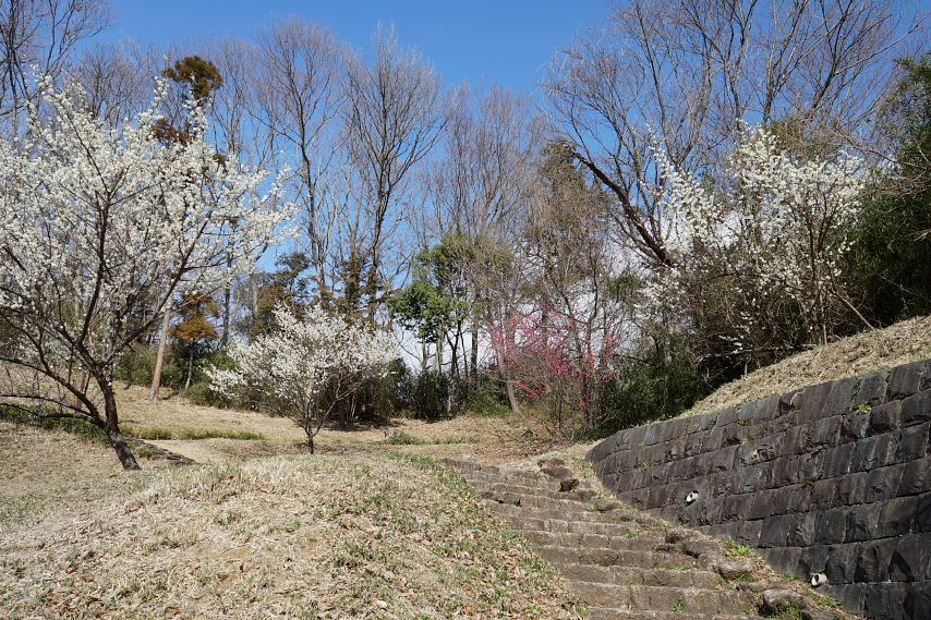 ウメ(梅)が咲く斜面 - 内裏谷戸公園
