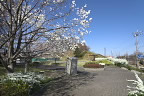 辛夷と雪柳が咲く入口 - 内裏谷戸公園