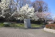 コブシが咲く彫刻付近 - 内裏谷戸公園