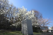 辛夷と桜と彫刻 - 内裏谷戸公園