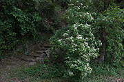 林の階段脇のガマズミ - 清水入緑地