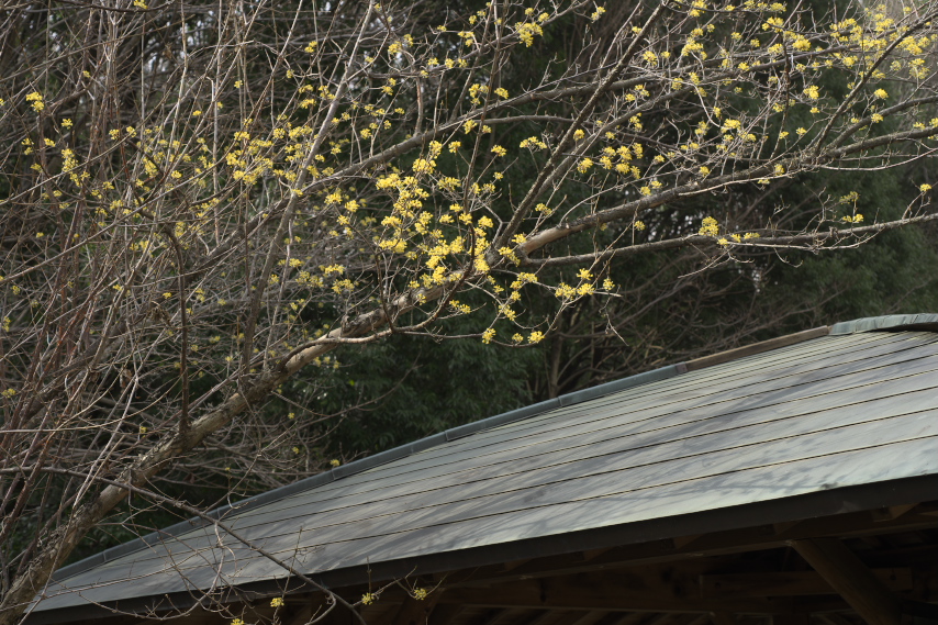 屋根の上の山茱萸 - 清水入緑地