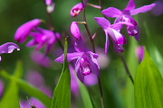 シラン(紫蘭)の花 - 清水入緑地