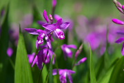シラン(紫蘭)の花2 - 清水入緑地