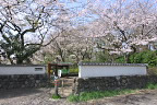 サクラ(桜)が咲く平山城址公園入口