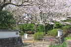 桜が咲いた平山城址公園