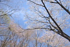 背の高い山桜が並ぶ東園への途中 - 平山城址公園