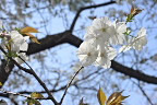 大輪の桜の花 - 平山城址公園