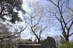 六国台の山桜 - 平山城址公園