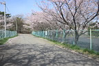 京王グランド駐車場の桜並木