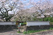 サクラ(桜)が咲く平山城址公園入口