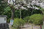 入口のサクラ(桜) - 平山城址公園