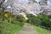 園内のサクラ(桜)2 - 平山城址公園