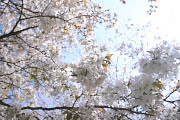 陽光に照らされた山桜 - 平山城址公園