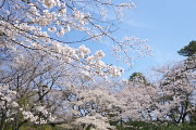 サクラ(桜)が咲いた園内 - 平山城址公園