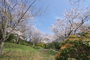 桜が咲いた園内2 - 平山城址公園