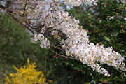 山桜と藪椿と連翹 - 平山城址公園