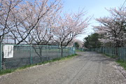 京王グランド駐車場の桜並木2