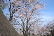 七生丘陵散策コースの桜 - 平山城址公園