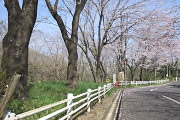 七生丘陵散策コースの桜2 - 平山城址公園