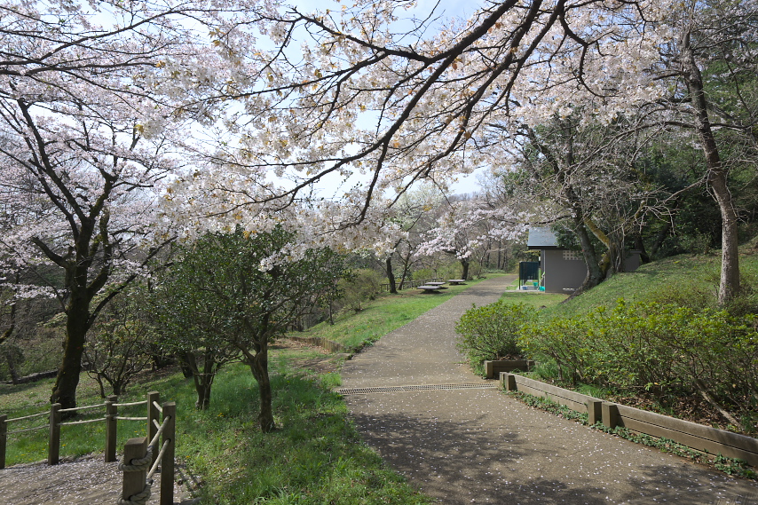 園内のサクラ(桜) - 平山城址公園