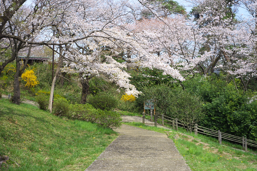 園内のサクラ(桜)2 - 平山城址公園