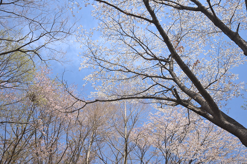 背の高い山桜が並ぶ東園への途中 - 平山城址公園