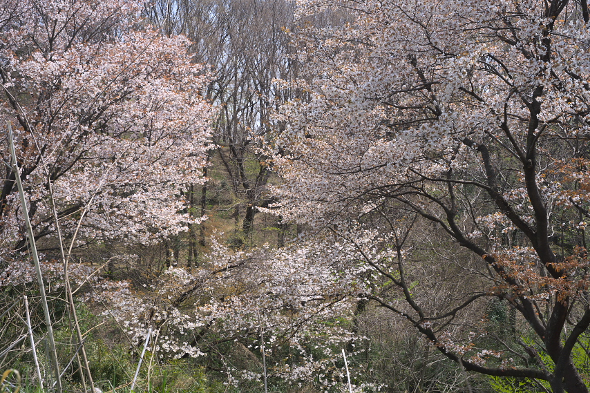 東園の山桜2 - 平山城址公園