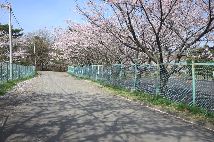 京王グランド駐車場の桜並木