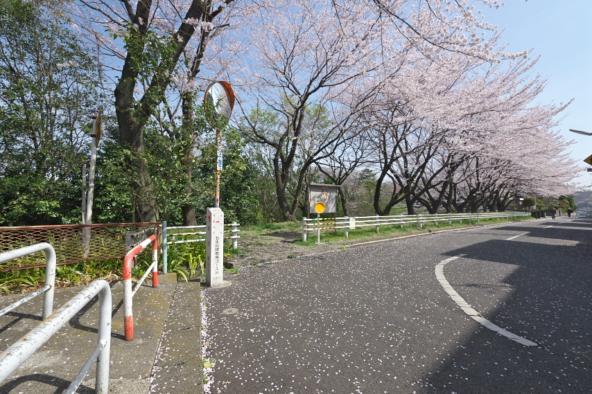 七生丘陵散策コースの桜並木 - 平山城址公園