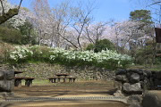 桜と雪柳 - 平山城址公園