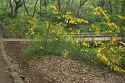 ヤマブキが咲く池の周り - 平山城址公園